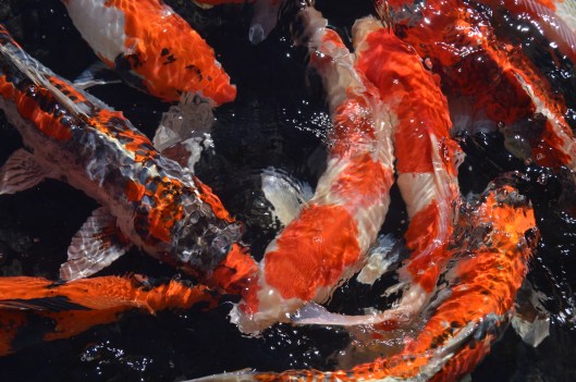 2015 03MAR16 115.JPG